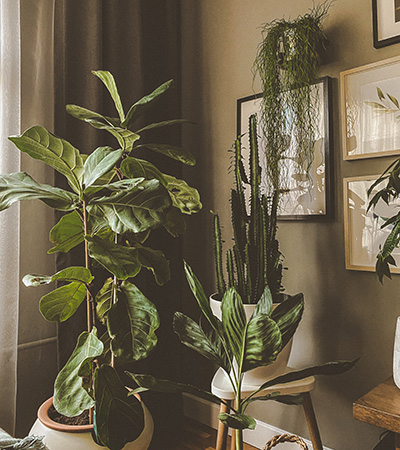 House plants in living room