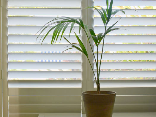 white blinds with green plant in pot Infront of it